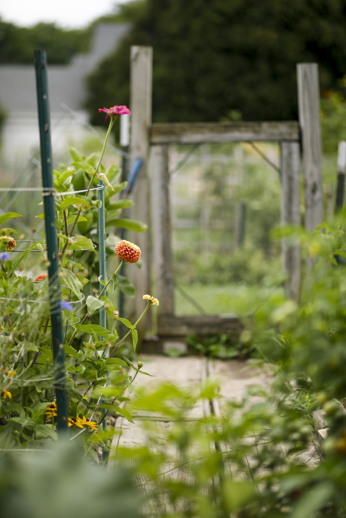 Community Gardens 080920 23-08092020175228